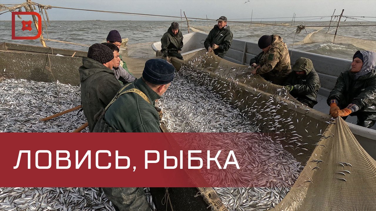 Около 19 тысяч тонн кильки выловили в Дагестане сначала этого года смотреть онлайн