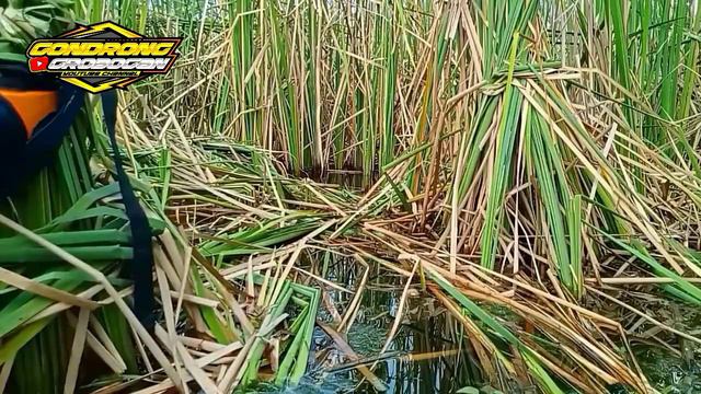 Spot mancing ikan di rawa wlingi !! ikan kelaparan strike bertubi tubi смотреть онлайн