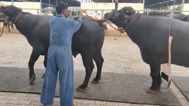 10 САМЫХ ОМЕРЗИТЕЛЬНЫХ ИНГРЕДИЕНТОВ. ИЗ ЧЕГО ДЕЛАЮТ КОСМЕТИКУ. смотреть онлайн