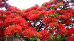 15 САМЫХ КРАСИВЫХ ДЕРЕВЬЕВ В МИРЕ