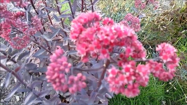 Седум видный Пурпур Имперор «Purple Emperor» смотреть онлайн