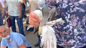Птичий рынок г. Ташкент - ГОЛУБИ (17.07.2021) / Uzbek Pigeons