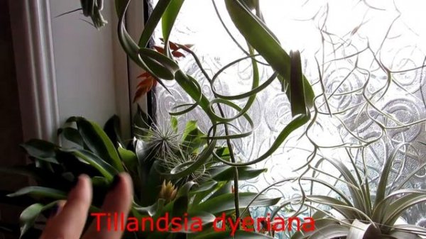 My beautiful NEW Bromeliad Guzmania lingulata 'Scarlet Star' & Bromeliad Update | Tillandsia