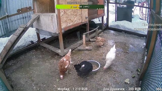 Курятник. Жизнь в курятнике. Можно покормить онлайн. Chicken coop stream. Online feed смотреть онлайн
