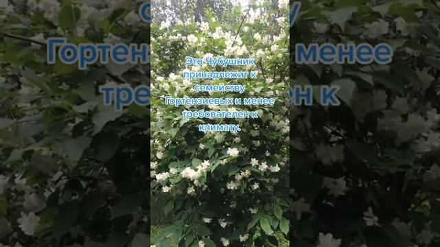 Отличие жасмина от чубушника. смотреть онлайн