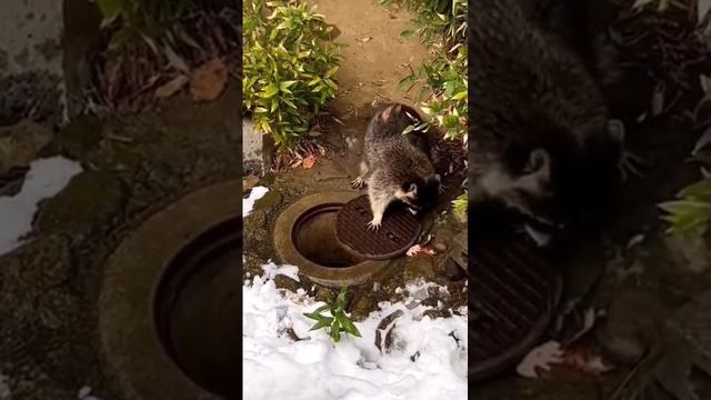 я пошёл смотреть онлайн