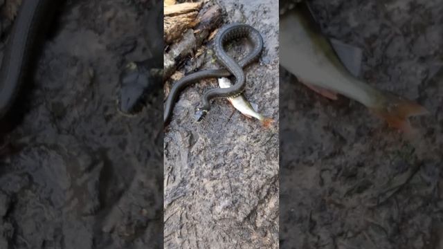 Уж выпрашивает рыбу. Впервые такое вижу! смотреть онлайн