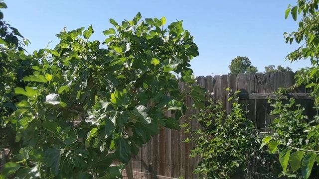 Самое красивое дерево инжира сорт Паначе Panache fig смотреть онлайн