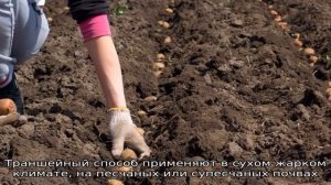 Какая должна быть глубина посадки картофеля, от чего она зависит и на что влияет