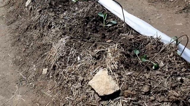 Высаживаю рассаду поздней капусты смотреть онлайн
