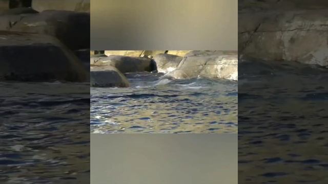 ?????️???? Обитатели Севера Видео-Карточки Домана .Как говорят животные???????️???? смотреть онлайн