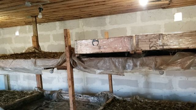 Накрыл пленкой ящики с зерном на проращивание. смотреть онлайн