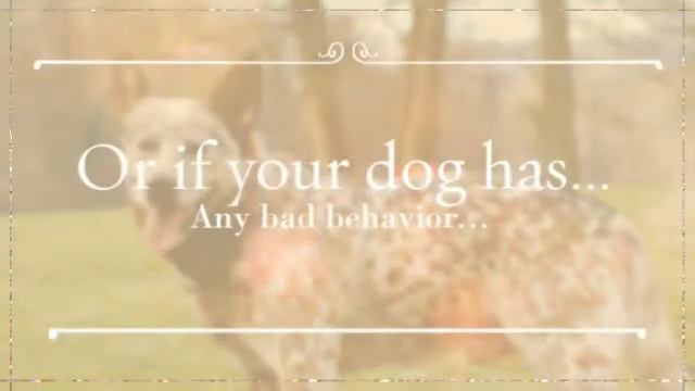 How To Train Your Blue Heeler смотреть онлайн