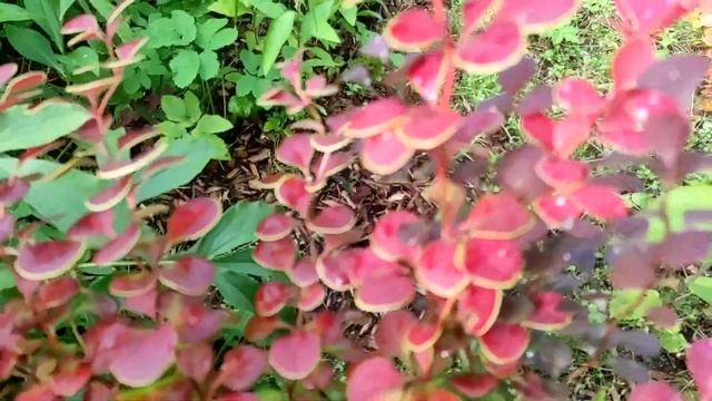 09.09.22.Дача.. собираем яблоки.. погода шепчет.. смотреть онлайн