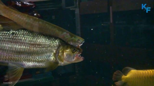 Тигровая рыба Голиаф. Рыба, которая не боится и поедает крокодилов. Подводный монстр из Африки. смотреть онлайн