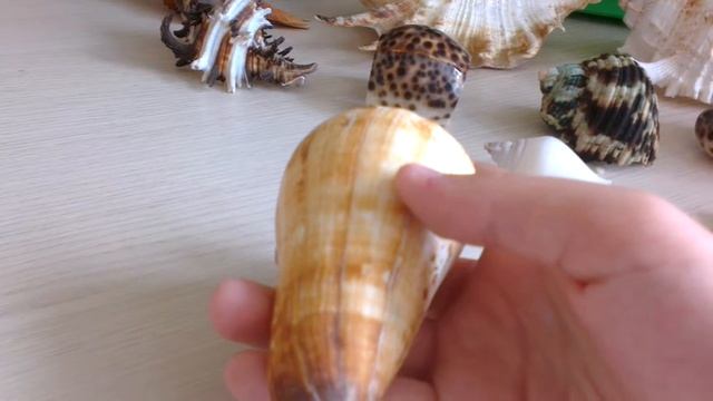 Мои ракушки смотреть онлайн