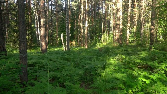 Пробуждение утреннего леса, звуки природы, пение птиц смотреть онлайн