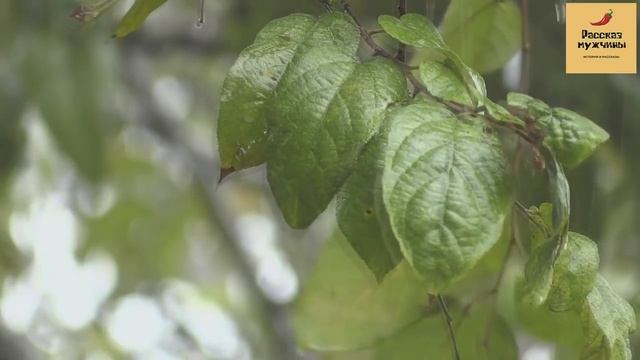 Рассказ мужчины | Измена жены. Гуляние по саунам и развод смотреть онлайн