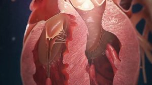 Сердце. Как работает сердце?