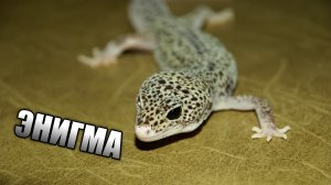 ЧТО НУЖНО ЗНАТЬ О ЭУБЛЕФАРЕ С СИНДРОМОМ ЭНИГМЫ