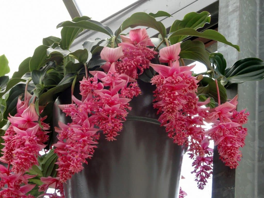 Антуриум, Мединилла, Филодендрон Биркин, Филодендрон Атом! смотреть онлайн