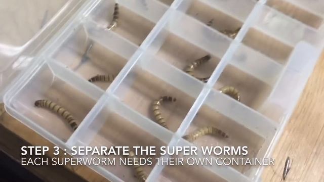 How to turn Superworms into Beetles смотреть онлайн
