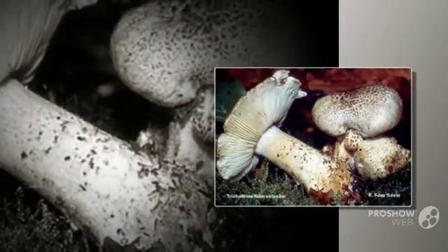 Tricholoma filamentosum - fungi kingdom смотреть онлайн