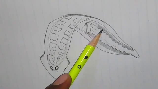 Classification of animals, Phylum : platyhelminthes | How to draw planaria labelled diagram смотреть онлайн