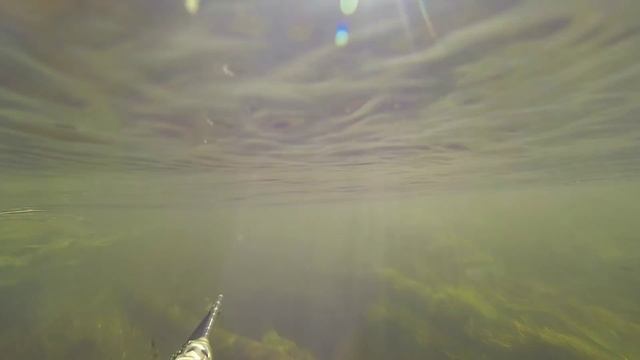 Подводная охота на реке в Смоленской области смотреть онлайн