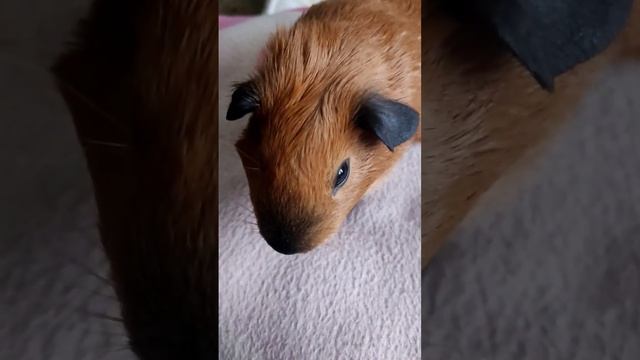 Морская свинка калифорния позирует смотреть онлайн