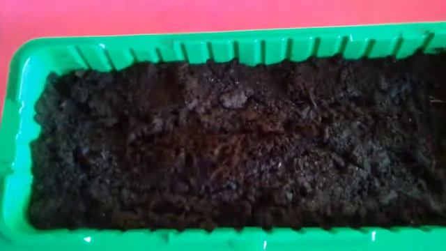 Посадка семян баклажан "ВКУС ГРИБОВ" в кипяток. часть1. 26.02.2018г. смотреть онлайн