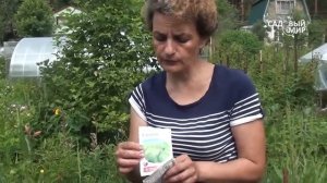 Защита крыжовника от гусениц  Крыжовниковая огневка. Сайт «Садовый мир»