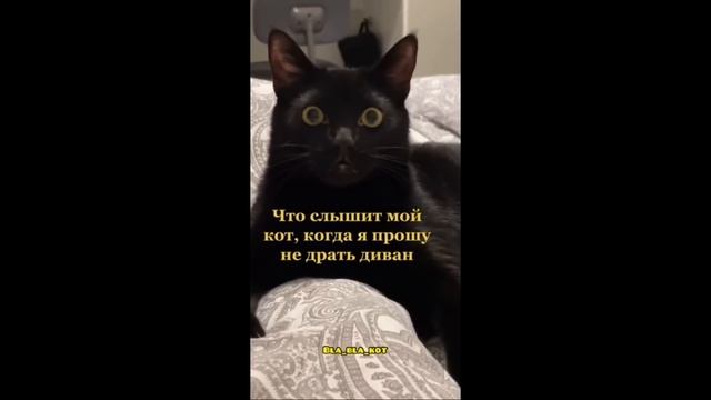 ПРИКОЛЫ С КОТАМИ И СОБАКАМИ 2021 / Приколы со смешными животными / Смешные котики | Подборка #10 смотреть онлайн