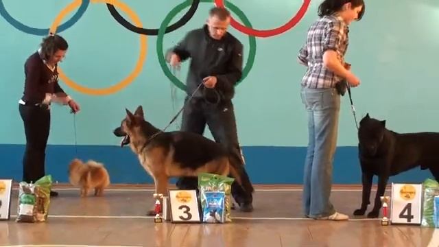Лучшие собаки выставки смотреть онлайн