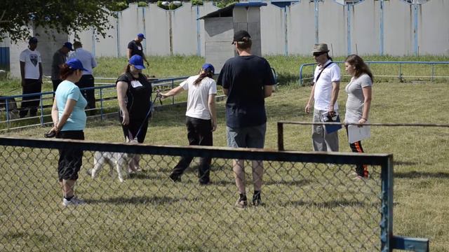 Хаски сдает норматив "Собака в городе" смотреть онлайн