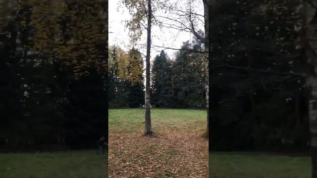 Павловский парк 09.10.2020 смотреть онлайн