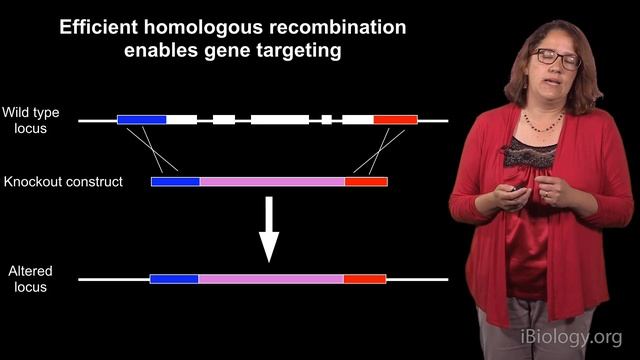 Magdalena Bezanilla (Dartmouth) 1: Understanding cell shape: Big insights from little plants смотреть онлайн