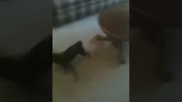 Chihuahua chasing tail смотреть онлайн