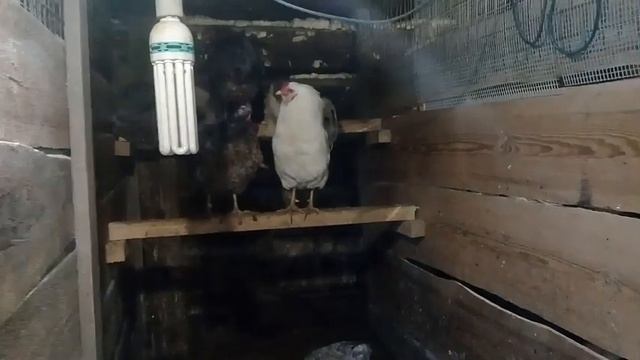 Куры Доминант/Доминант D107 смотреть онлайн