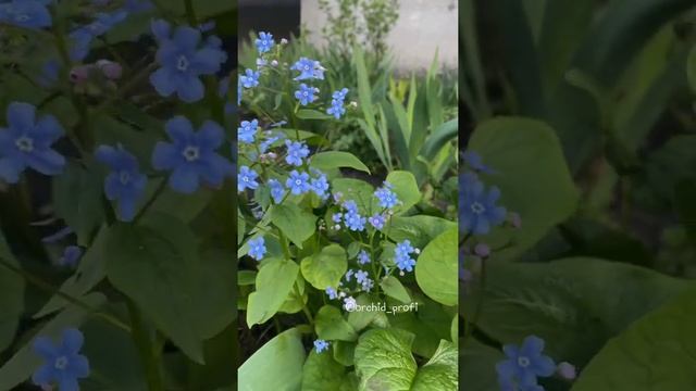 Бруннера сибирская. Фальшивая незабудка. смотреть онлайн