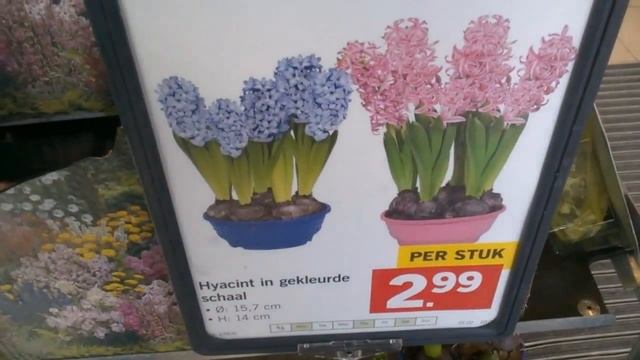 Цветы Семена Луковичные цветы Обзор Магазин Лидл Lidl смотреть онлайн