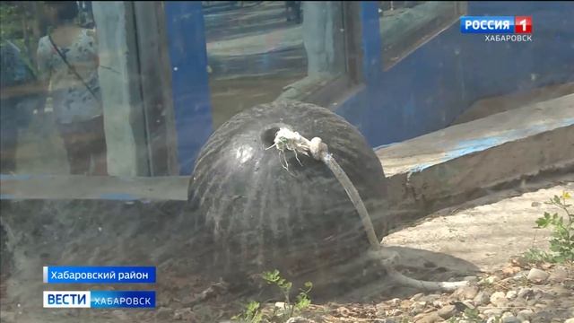 Природоохранная прокуратура начала проверку по факту гибели белого медведя в зоосаде "Приамурский" смотреть онлайн