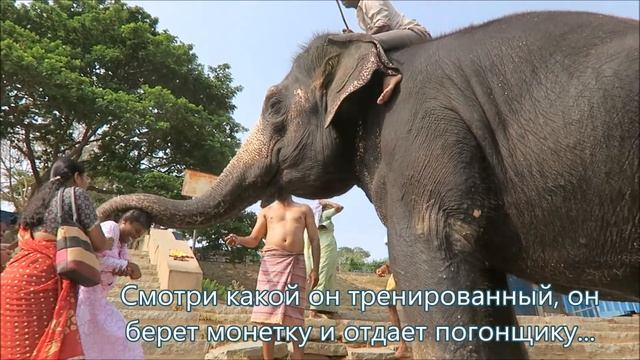 Индия влог 258. Ритуал и благословение слонами в Индии. Обученный слон на переправе в Хампи смотреть онлайн