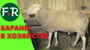 Бараны-производители романовской и ост-фризской породы овец на ферме Покров