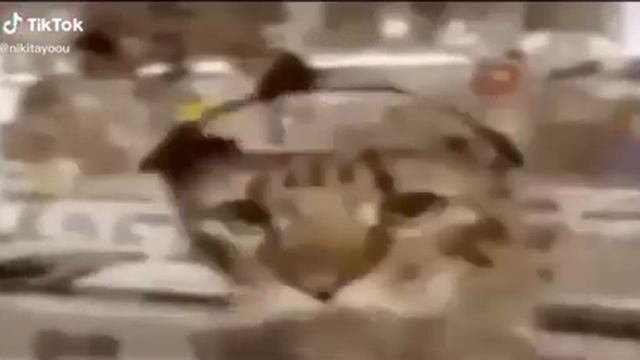 Тигр флексит в наушниках под музычку смотреть онлайн