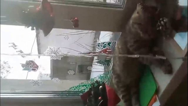 КАСПЕР СПИТ НА ПОДОКОННИКЕ смотреть онлайн