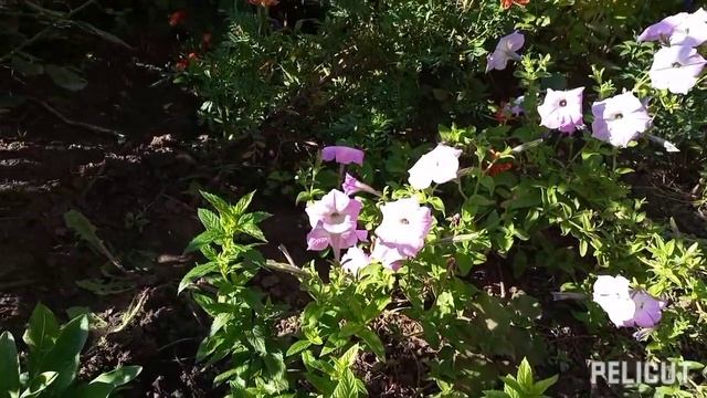 #33 Яркие краски осени. смотреть онлайн