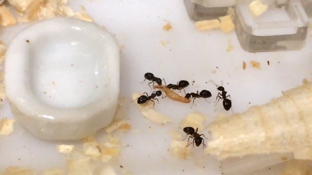 Dolichoderus quadripunctatus (17 день) - Начинающие охотники смотреть онлайн