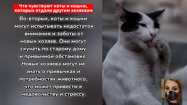 Что чувствуют коты и кошки, которых отдали другим хозяевам смотреть онлайн