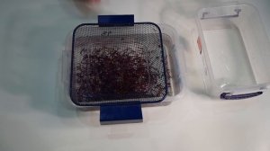 Как хранить мотыля